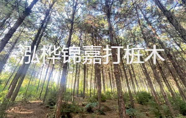 護岸施工有松木樁方案，你了解嗎？